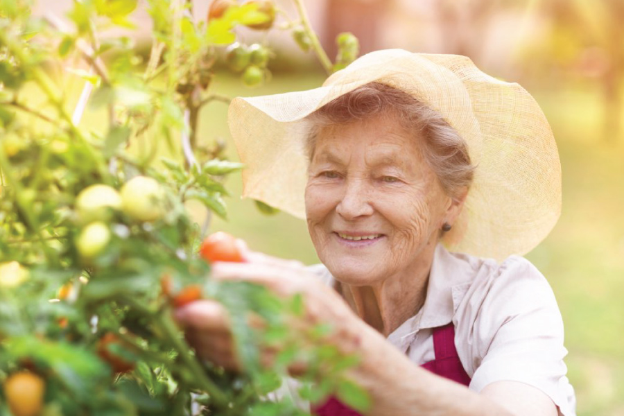 An older woman in a hat picking a tomato from a plant
